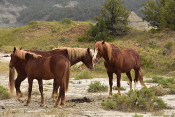 Fototapeta na wymiar Small Family Herd of Wild Horses in a Canyon