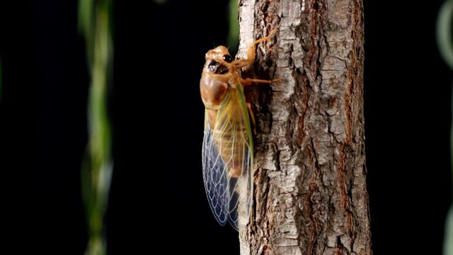 Close-up of a cicada climbing the tree trunk