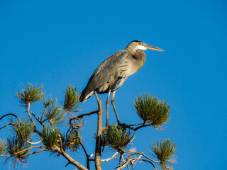 Great Blue Heron