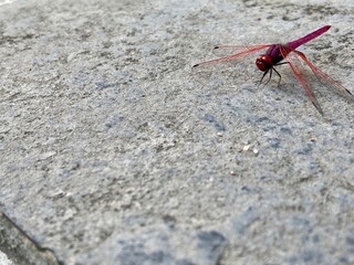 A red dragonfly on the ground
