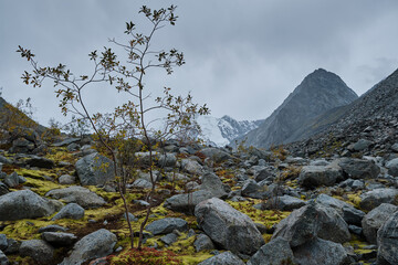 Altai mountains near Belukha  Mountain 