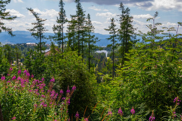 Beautiful summer landscape &ndash; lush forest &ndash; pink fireweed or Elobium flowers, green trees and bushes. Lake and mountains on background. 