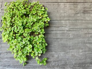 green ivy on the wall