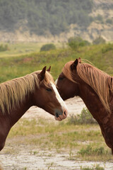 Obraz premium Chestnut Horse Pair Roaming in the Wild