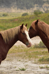 Pair of Wild Horses with their Heads Together
