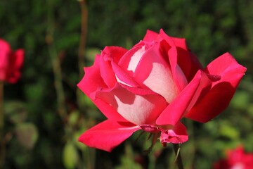 pink rose in garden