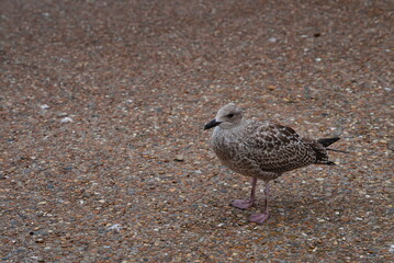Cute fluffy brown-grey gull chick on a pebbles background.