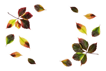 Colored leaves isolated on white background. Isolated