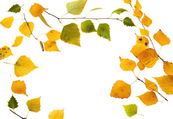 Autumn birch leaf on a white background. Isolated