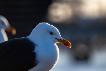 close up of seagull
