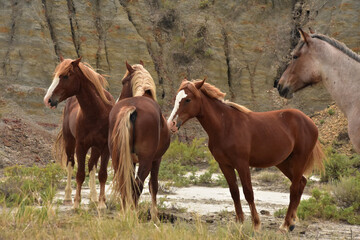 Obraz na płótnie Canvas Wild Feral Horses in a Canyon in the Dakotas