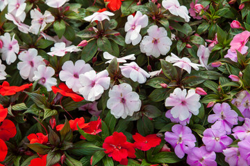 Petunia flowers in the garden