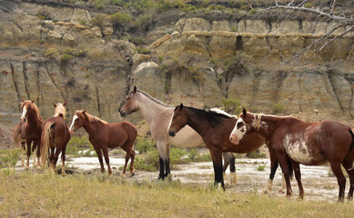 Standing Herd of Wild Horses in a Canyon