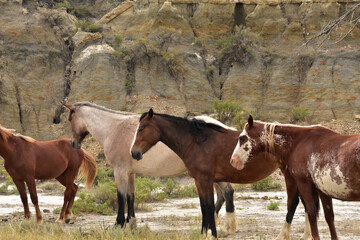 Small Herd of Wild Horses in Mustang
