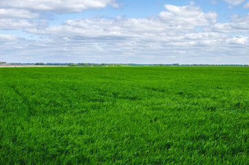 Spring wheat field on a sunny spring day