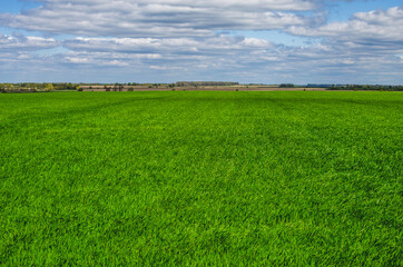 Green wheat field in early spring. Agricultural background