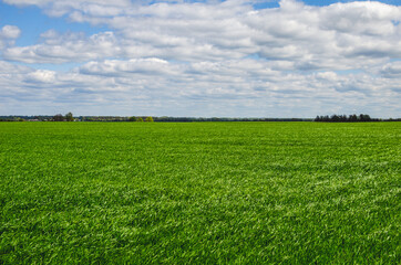 Green field in early spring sprouts of winter wheat, sky with clouds on the horizon