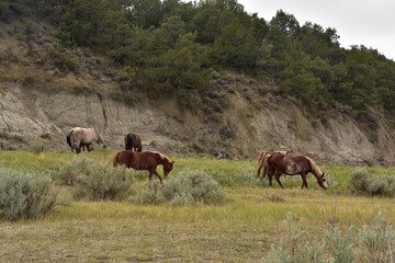 Fototapeta na wymiar Free Range Roaming Horses in Theodore National Park