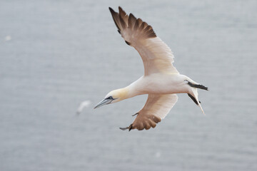 Basstölpel auf Helgoland