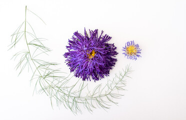 Dried purple aster flowers, asparagus leaf and daisy, laid out in a pattern on a white background.