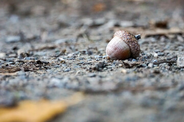 Closeup shot of an acorn in a forest