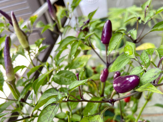 Close up of purple peppers.