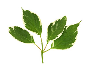 Green and white leaves of cornus alba isolated