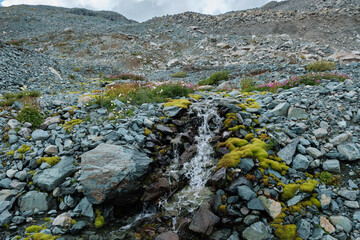 Beautiful nature of the Altai mountains