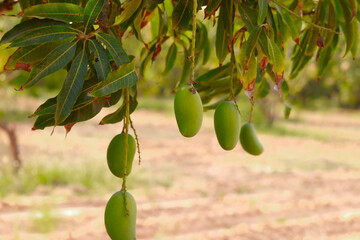 Many young green mango on the mango tree in the garden,mango on tree,cultivation of mangoes,mango...