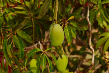 Mangoes on branch and green leaf,mango on tree,unripe mangoes on tree,Bunch of fresh mangoes hanging from tree,selective focus