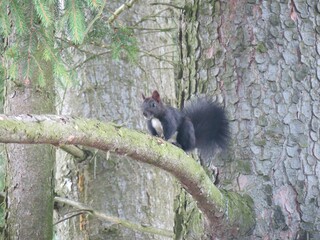 Eichhörnchen im Wald