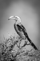 Obraz premium Mono southern yellow-billed hornbill perched on bush