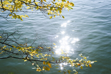 Autumn nature with tree branches over the lake