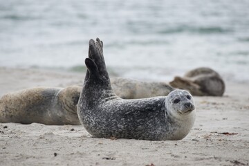 Robben auf Helgoland