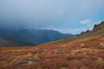 Beautiful nature of the Altai mountains
