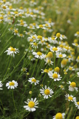 Fototapeta premium field of daisies