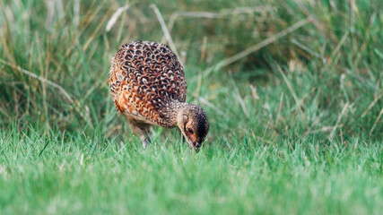 Close up of a wild pheasant chick, bird, Phasianidae 