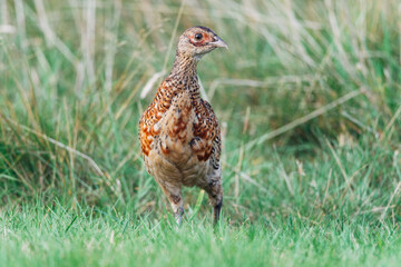 Close up of a wild pheasant chick, bird, Phasianidae 
