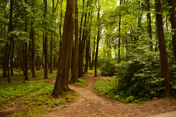 Fototapeta premium path in the forest
