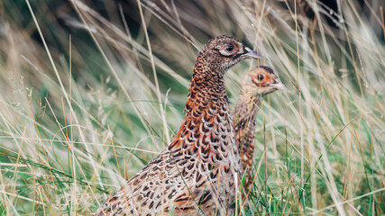 Close up of a Wild Pheasant with young, female, animal, bird, Phasianidae