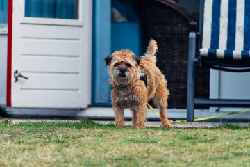 little cute dog on the leash stands in front of a holiday house, Border terrier 