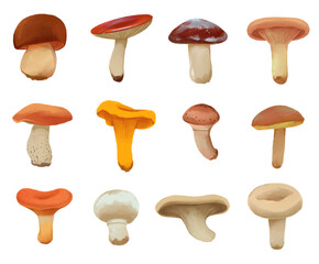 Edible mushrooms. Boletus, russula, suillus, woolly mikcap, birch bolete, chanterelle, armillaria gallica, xerocomus, red pine mushroom, agaricus, oyster mushroom, lactarius resimus