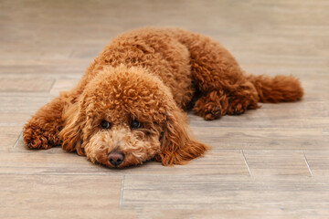 Poodle puppy is lying on the floor with sad expression on face. Unhappy Sad Dog.