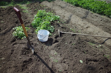 農業で畑を耕して野菜を収穫しよう