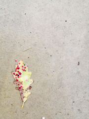 Lonely oak leaf on wet asphalt with red spots natural background
