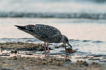Seagull eats a crab on the beach during the sunset, nature photo