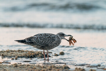 Seagull eats a crab on the beach during the sunset, nature photo