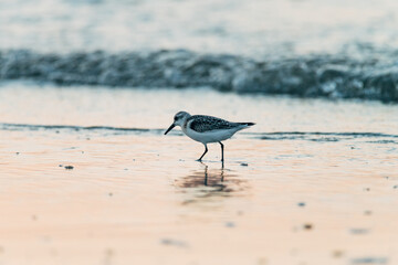 knot looking for food on the beach on Ameland during the sunset, migration bird, wildlife photo, Calidris canutus