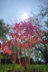 美しい秋の花と光