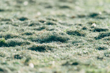 Freshly mowed grass dries in the sun in the meadow 